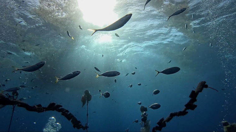 A closer look at the underwater lab where ISER Caribe raises baby sea urchins.