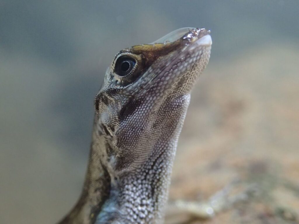 Researchers say that using an air bubble helps the lizard stay underwater for longer, and this technique can help the little lizard hide from predators.