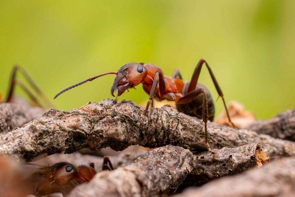 Scientists Reveal Amazing Number Of Ants In The World The Number Will Surprise You